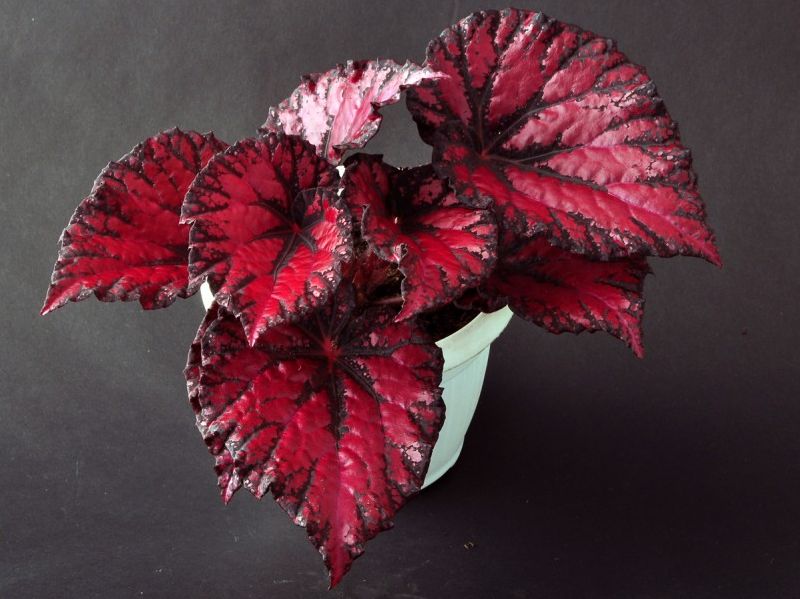 B. ‘Lorraine Closson’